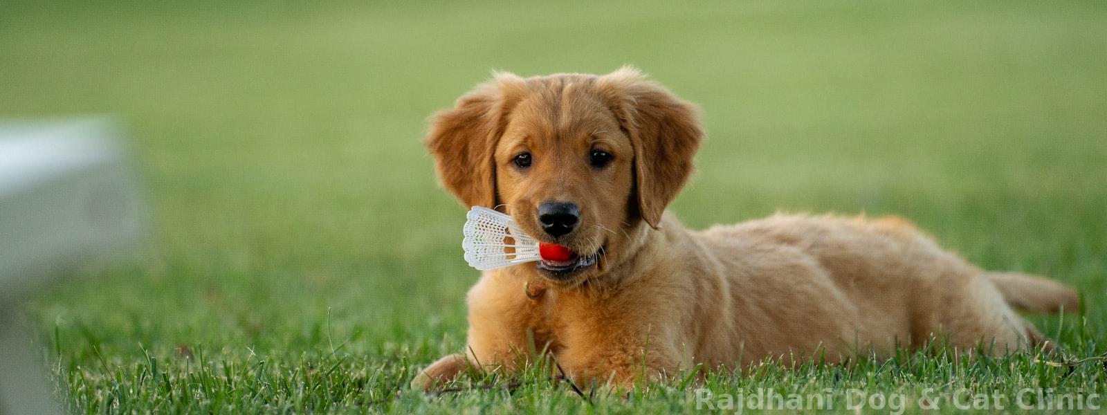 Everything Your Pet Needs, In One Place
