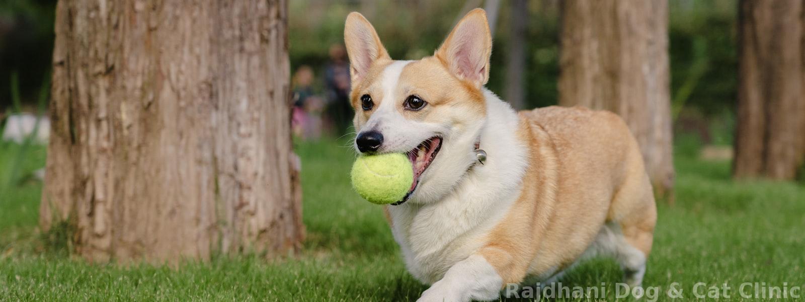 Toys They'll Love to Chew, Fetch & Play