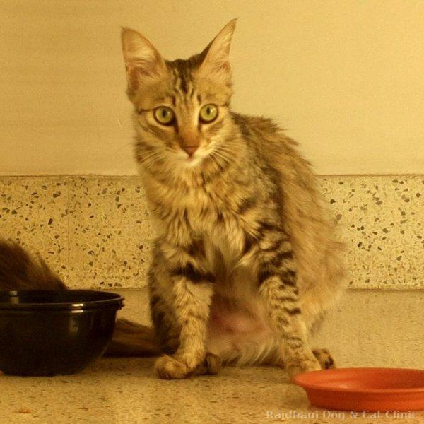 Wet Food
