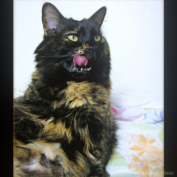 Cat Grooming & Accessories