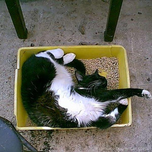 Litter & Litter Boxes