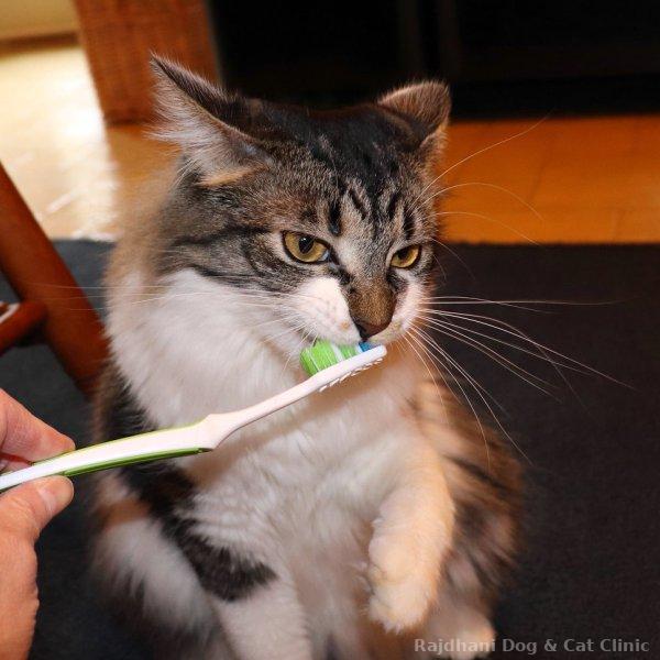 Dental Care