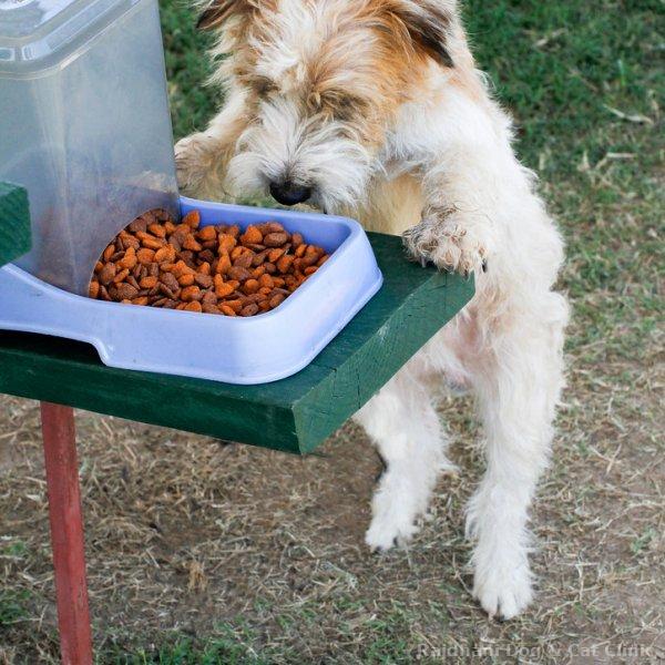 Dry Food