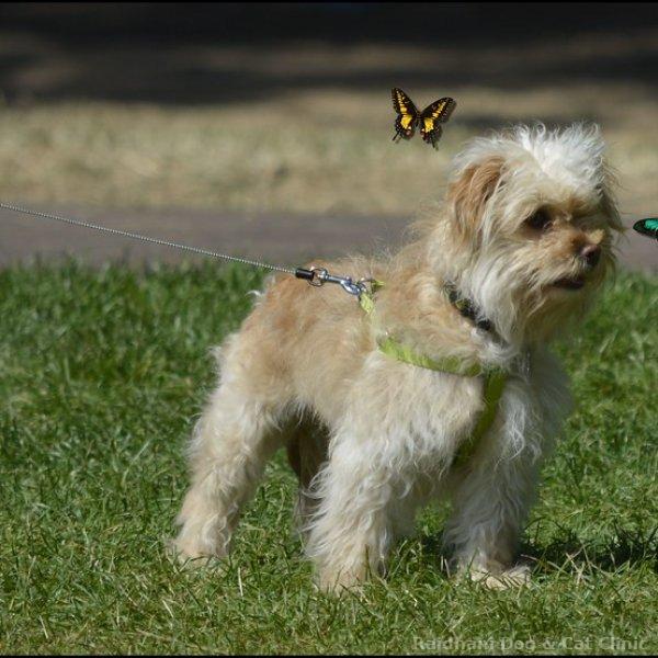 Collars & Leashes